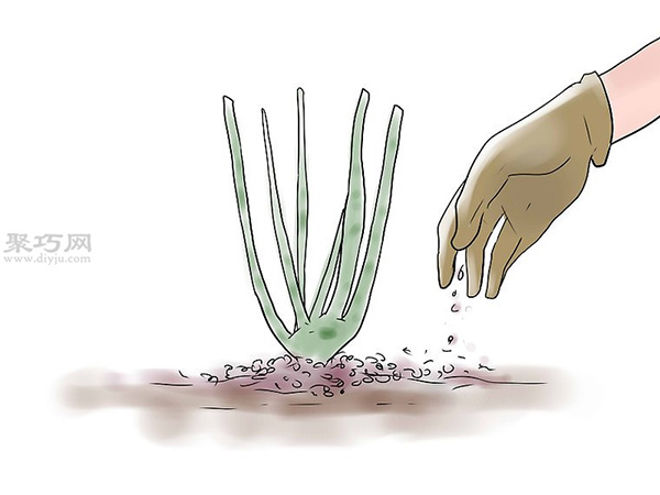 种植玫瑰花教程图解 9