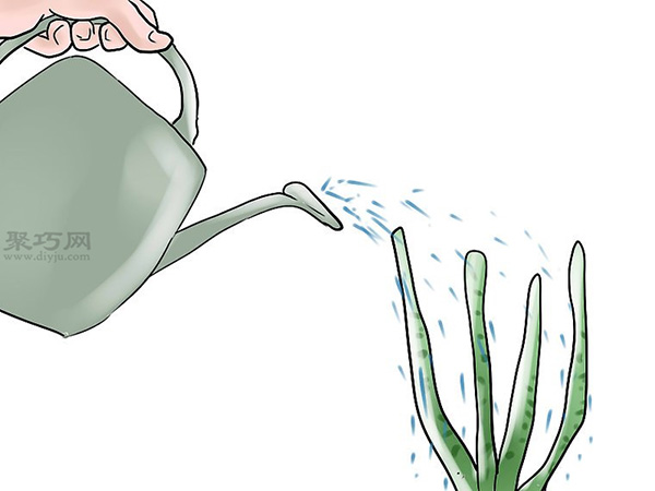 种植玫瑰花教程图解 8