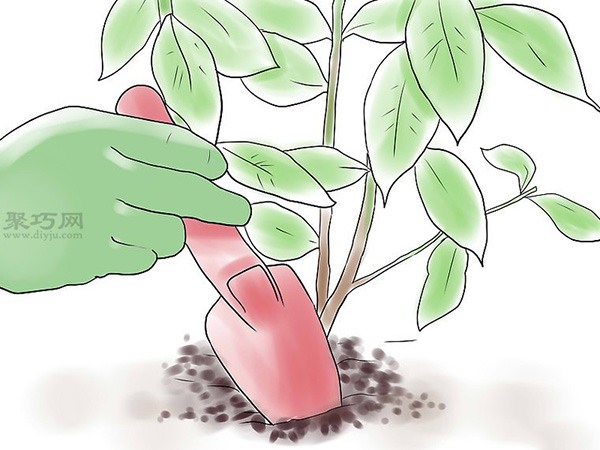 种植玫瑰花教程图解 11