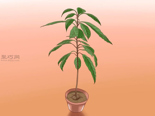 栽种鳄梨步骤 12