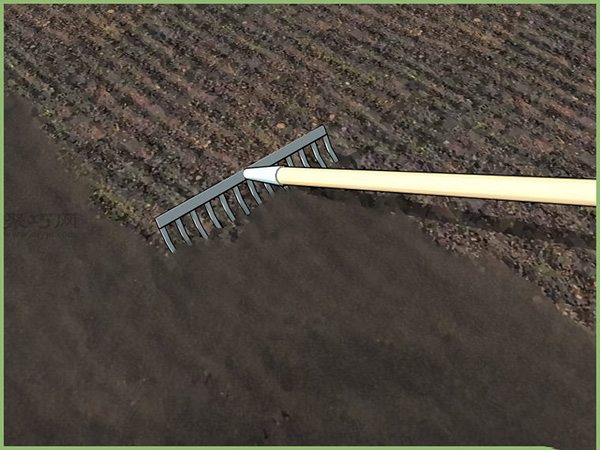 如何移植幼苗 11