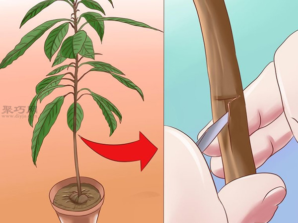 栽种鳄梨步骤 13