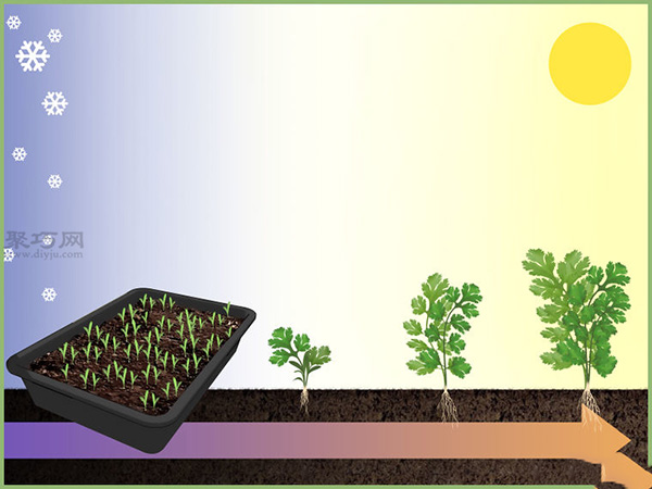 如何移植幼苗 教你播种的方法