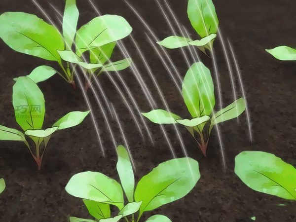 怎么护理萝卜 种植萝卜图解教程