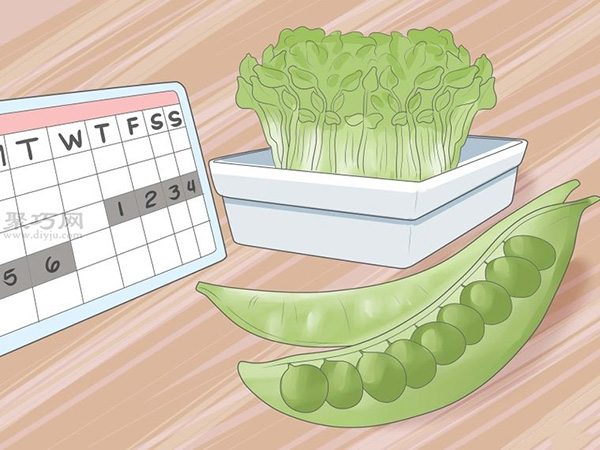 怎样让种子发芽 9