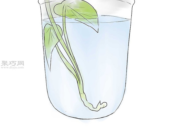 怎么培育红薯幼苗 8