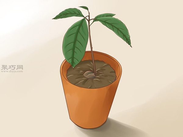 栽种鳄梨步骤 9