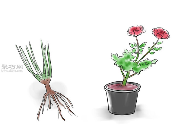 种植玫瑰花教程图解 2