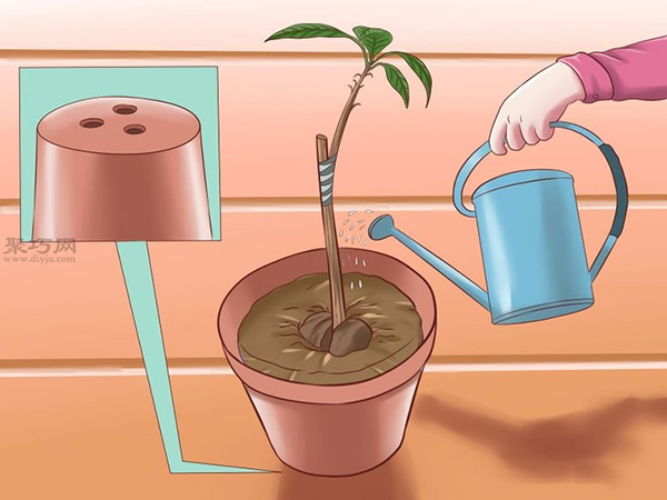 栽种鳄梨步骤 17