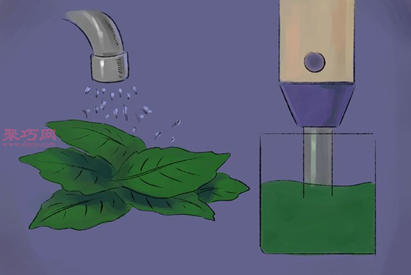 怎样收获和使用罗勒 11.jpeg