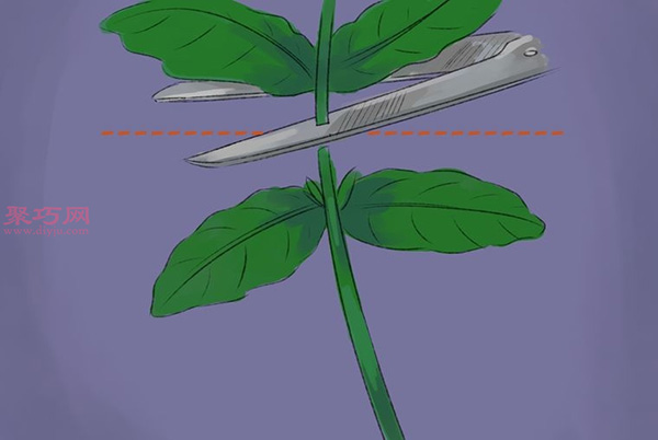 怎样收获和使用罗勒 种植罗勒图片教程