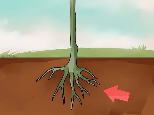 怎么样T型芽嫁接树 嫁接树图片教程