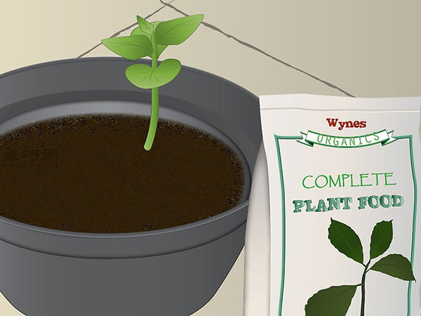 怎样照料木瓜树 种木瓜图片教程