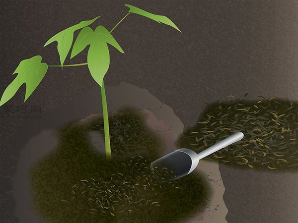 怎样照料木瓜树 10