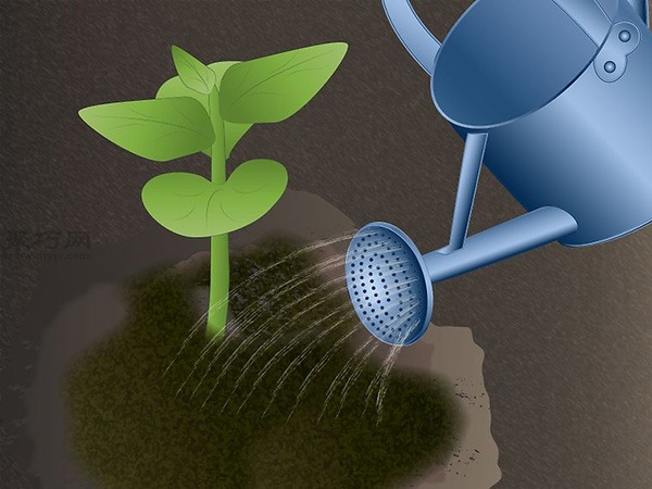 怎样照料木瓜树 8