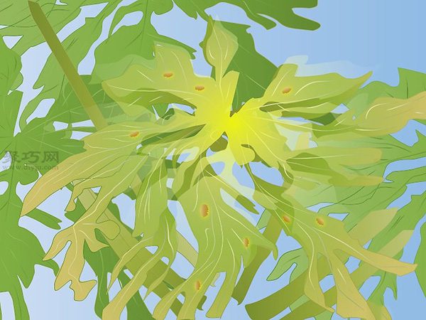 怎样照料木瓜树 11