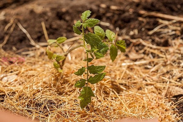 种植番茄教程图解