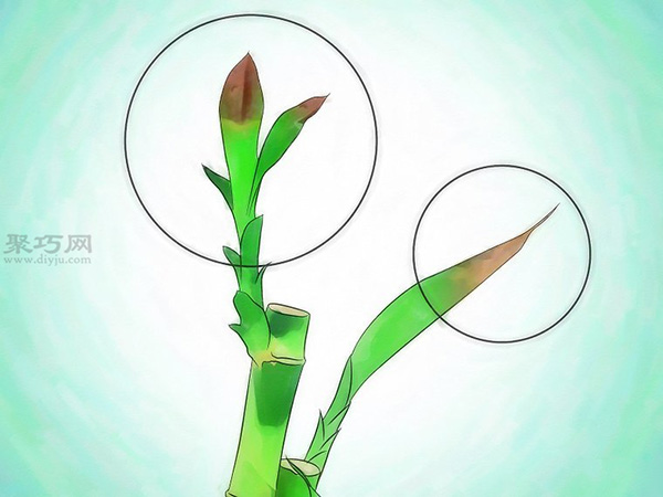 怎么样养护富贵竹 栽种富贵竹教程图解