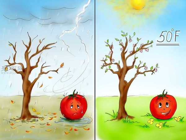 用种子种植番茄步骤 4