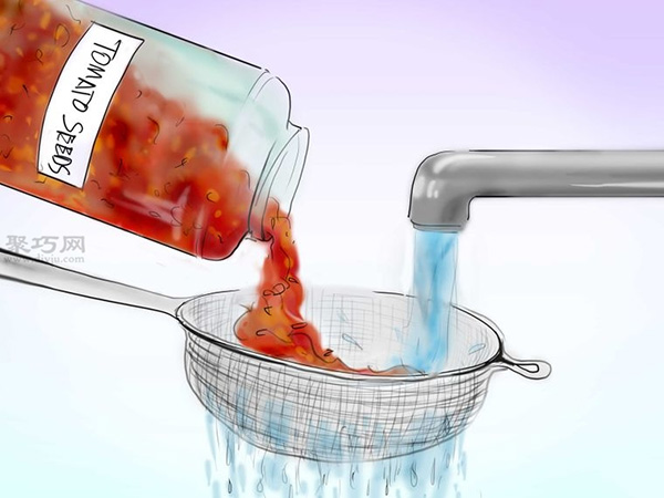 用种子种植番茄步骤 10