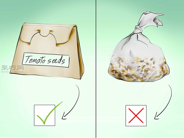 用种子种植番茄步骤 15