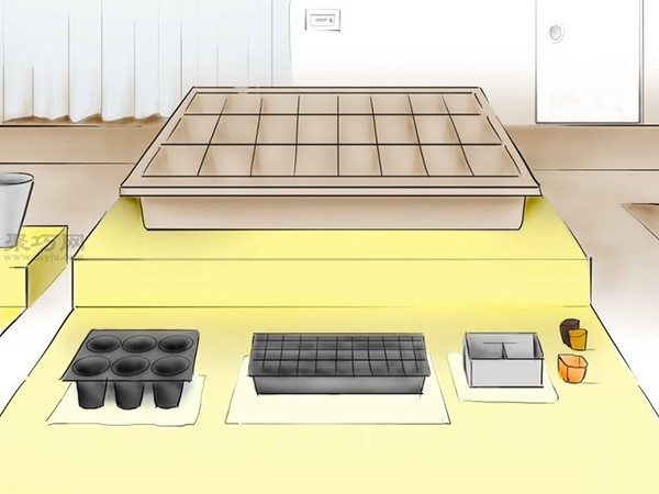 用种子种植番茄步骤 16