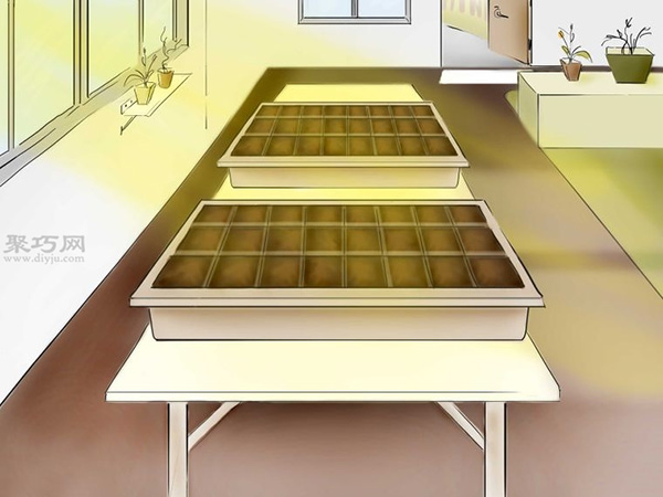 用种子种植番茄步骤 18