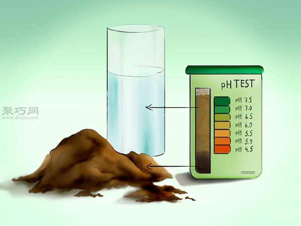 用种子种植番茄步骤 25