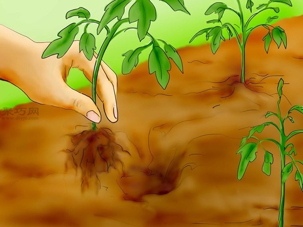 用种子种植番茄步骤 28