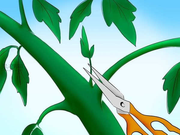 用种子种植番茄步骤 31