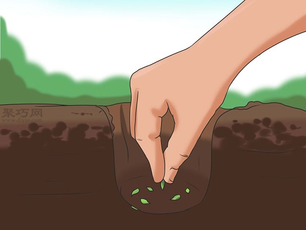 怎么选种植向日葵的种子 9