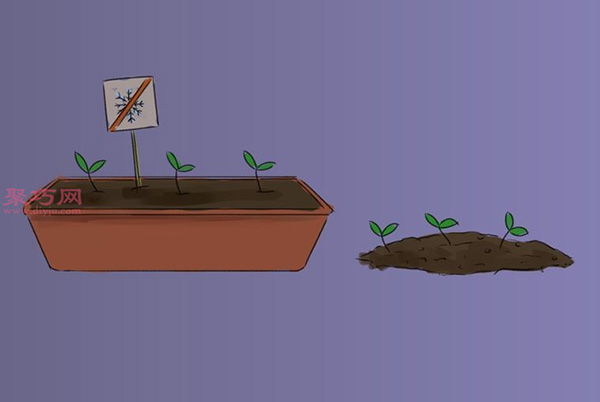 如何照顾罗勒 种植罗勒图解教程