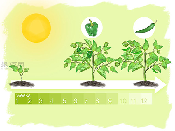 怎么样播种种植辣椒 教你种植辣椒步骤