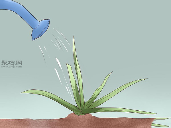 怎么样日常护理芦荟 种芦荟教程图解