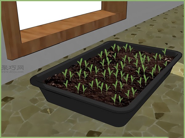 怎样在室内播种 7