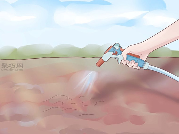 如何打理蒜苗 7