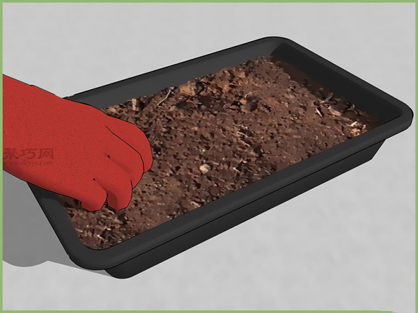 怎样在室内播种 播种教程图解