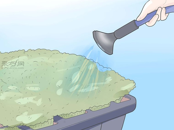 如何种植豌豆苗和沙拉植物 22