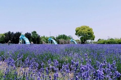 紫海鹭缘爱情公园