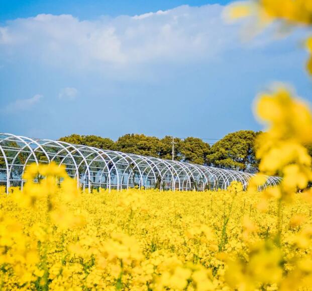 黄灿灿的油菜花