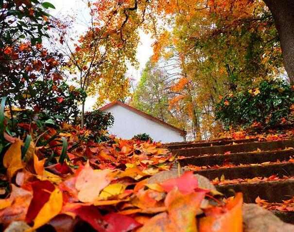 指南村的红叶石阶