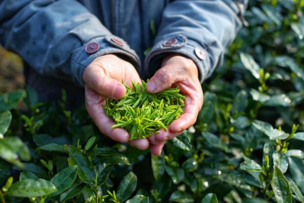 东坑茶农手捧茶叶