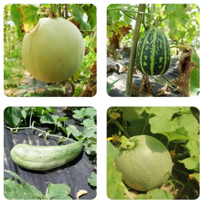 溧阳的各种甜瓜