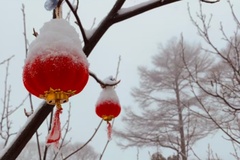 雪中灯笼
