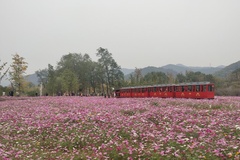 八都岕古银杏长廊