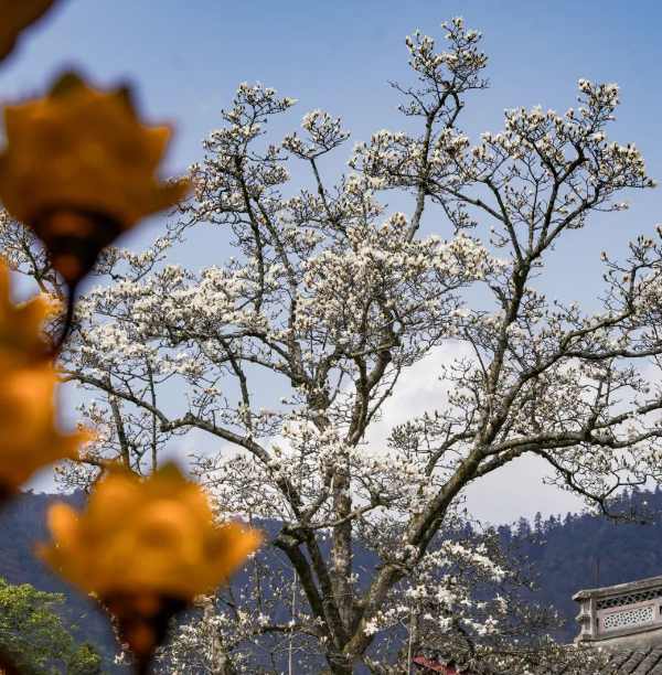禅源寺的玉兰花