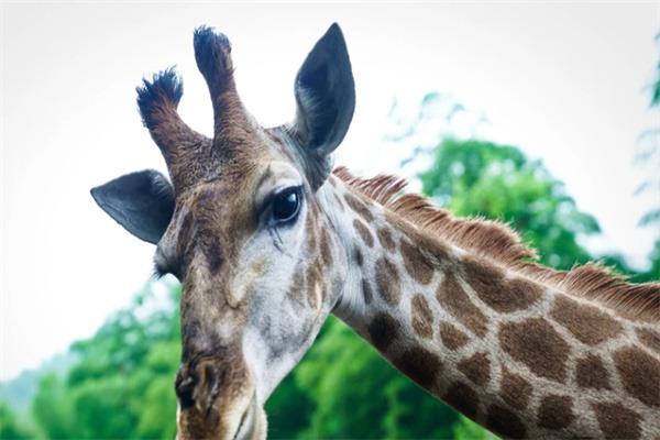 长颈鹿