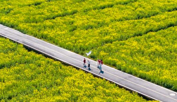 龙岗小学油菜花