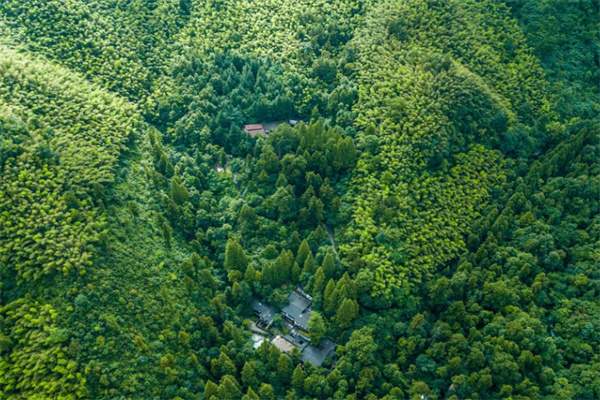 大树王景区景色