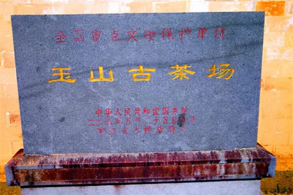 探寻历史与自然的交融:绿色中国行走进金华磐安之旅(图2) 玉山古茶场